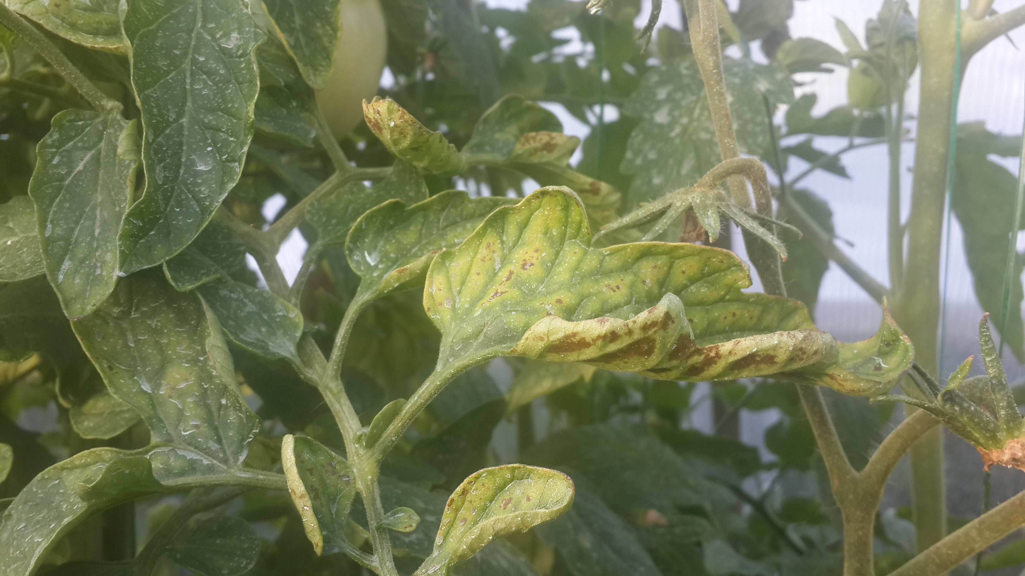 Некроз листьев томатов фото и их лечение