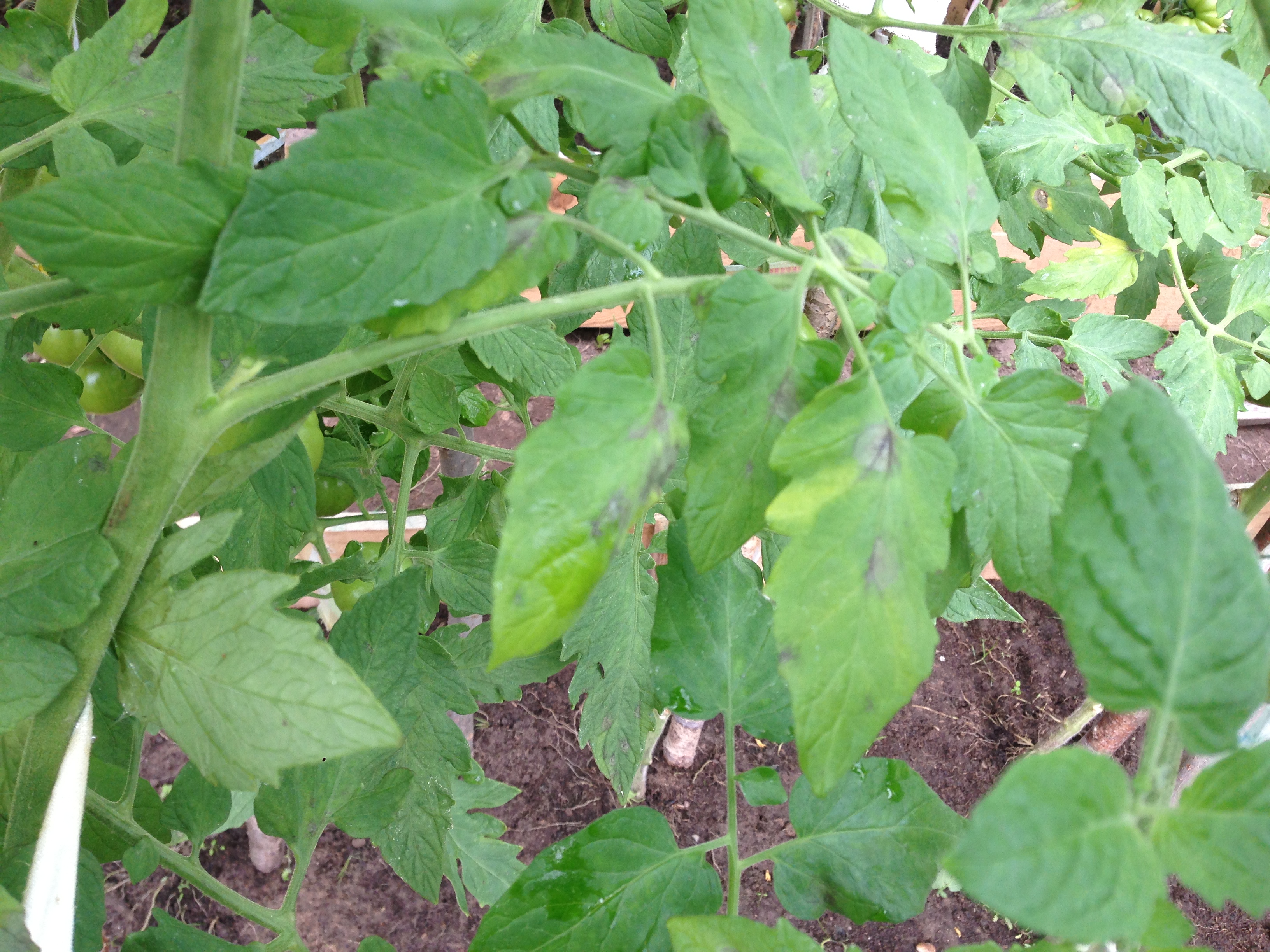 Фото листьев помидоров при нехватке макро и микроэлементов