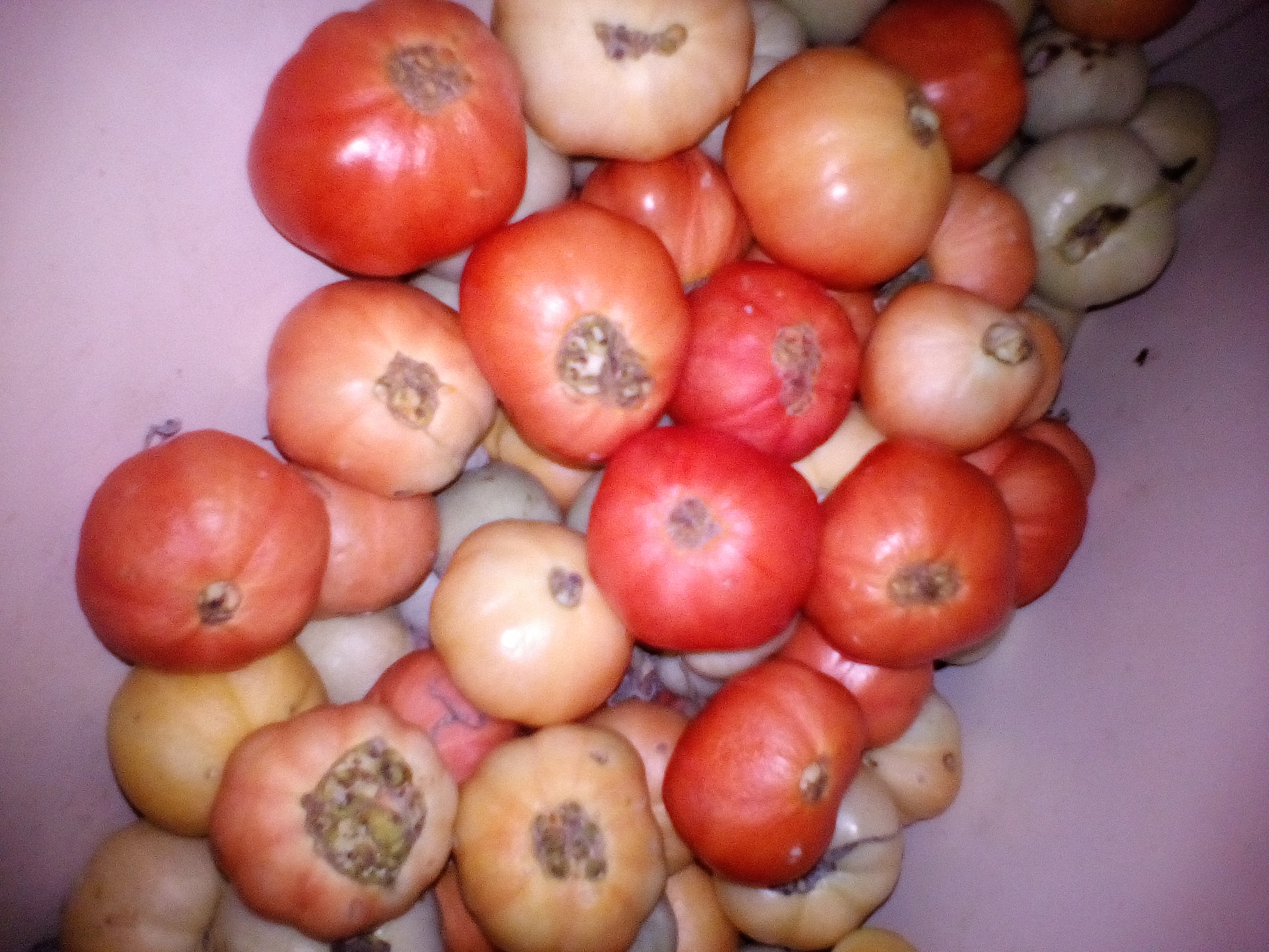 Элемент плодовое. Дефицит на плодах томата. Нехватка питания томатов фото. Красноуфимск помидоры плоды купить.
