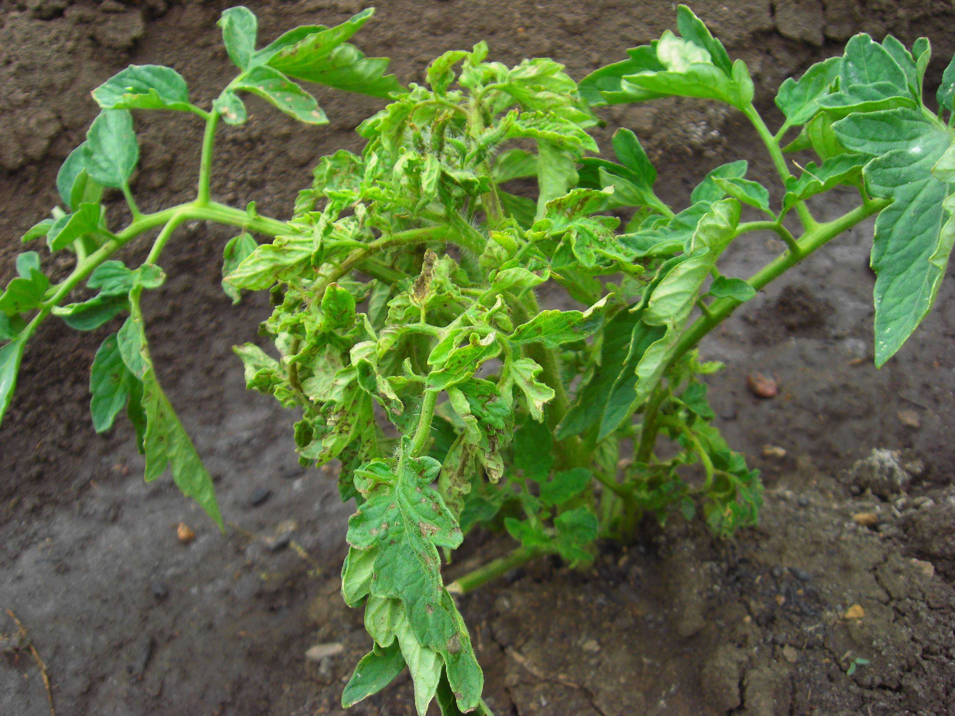 Болезни томатов фото описание и лечение сворачивание листьев