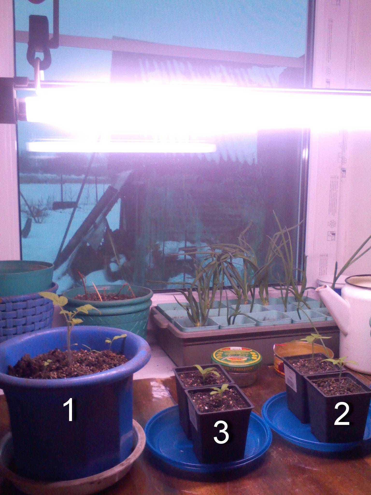 Сколько подсвечивать рассаду в марте. Светодиодная лента для досвечивания растений. Подсветка для рассады. Лампа для рассады. Подсветка ламповая для рассады.