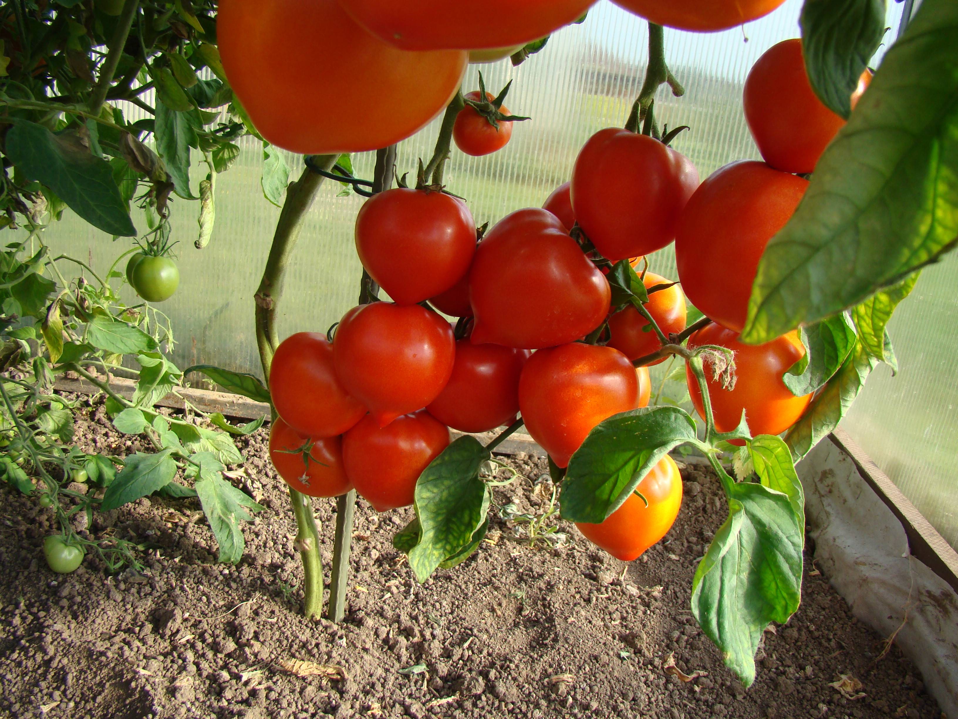 Выращивание помидоров отзывы. Помидоры в теплице. Парник для помидоров. Теплица с томатами. Томаты в оранжерее.