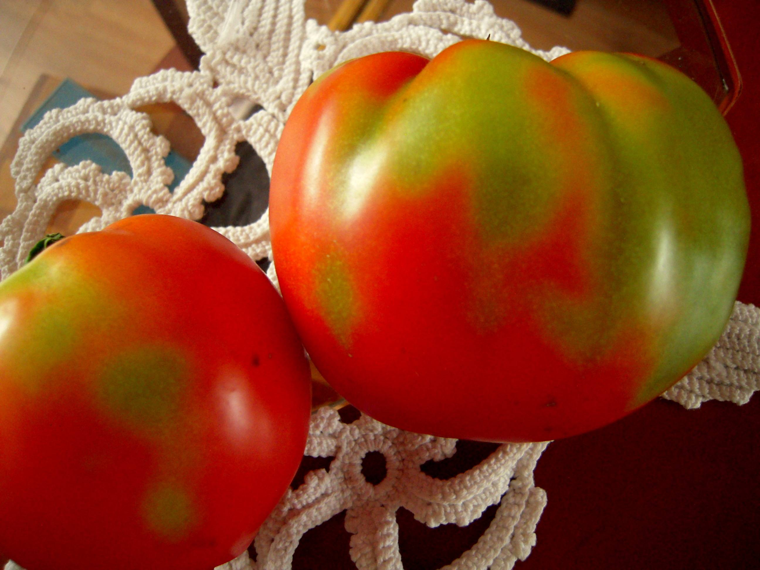 Почему помидоры красные. Зеленые пятна на плодах томата. На помидорах пятна на плодах. Помидоры краснеют. Зеленые точки на плодах томата.